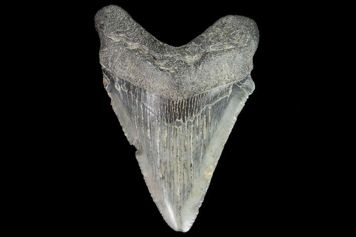 Juvenile Megalodon Tooth - Georgia #99157